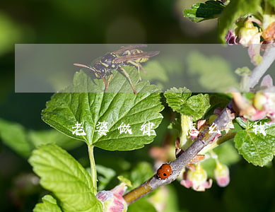 老婆做律師怎么樣(找律師當老婆會怎么樣)