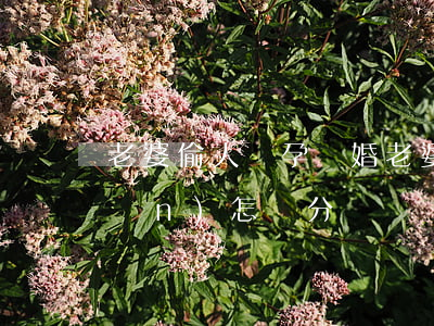 老婆偷人懷孕離婚(老婆偷人離婚房產(chǎn)怎樣分)
