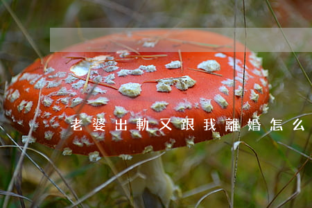 老婆出軌又跟我離婚怎么辦