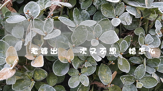老婆出軌幾次又不想離婚怎么辦