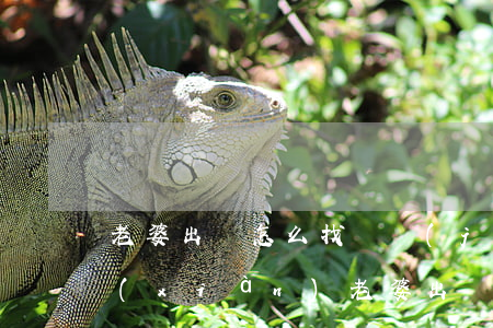 老婆出軌怎么找證據(jù)(發(fā)現(xiàn)老婆出軌要收集什么證據(jù))