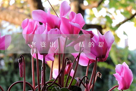 老婆出軌絕情的提離婚(老公出軌決定離婚)