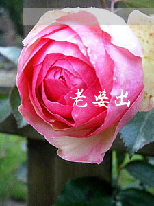 老婆出軌  離婚