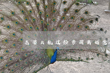 老婆出轨过经常闹离婚怎么办