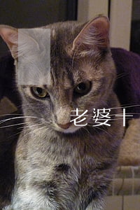 老婆十幾年想離婚怎么辦