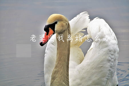 老婆同我离婚怎么办