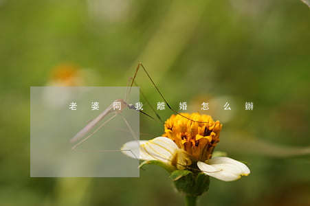 老婆同我離婚怎么辦