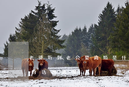 老婆听到老公要离婚是什么反应(老公听婆婆的话想离婚)