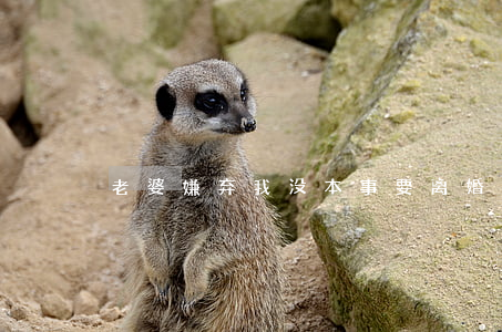老婆嫌弃我没本事要离婚