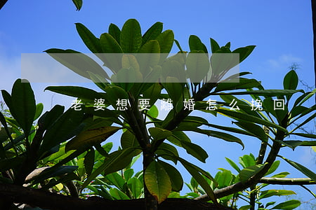 老婆想要離婚怎么挽回