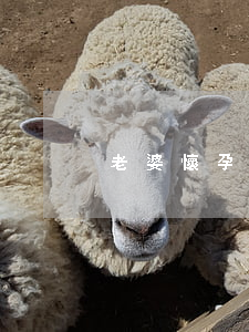 老婆懷孕四個(gè)月提出離婚怎么辦