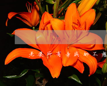 老婆所有亲戚都不想离婚怎么办