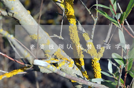 老婆找別人代替我簽字離婚