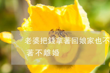 老婆把錢拿著回娘家也不離婚(老婆回娘家拖著不離婚)