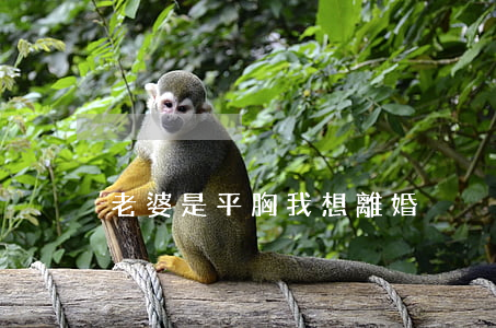 老婆是平胸我想離婚