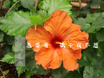 老婆有個孩子我不想離婚怎么辦