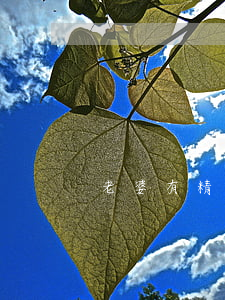 老婆有精神病不離婚怎么辦