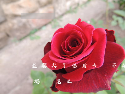 老婆欠了信用卡換不起 老婆欠了信用卡換不起來怎么辦