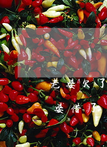 老婆欠了網(wǎng)貸一般是花在哪(老婆借了網(wǎng)貸怎么辦)