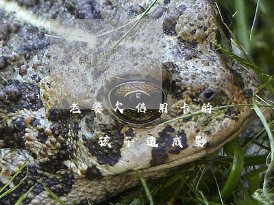 老婆欠信用卡的錢沒還 妻子欠信用卡不還會對孩子造成影響嗎