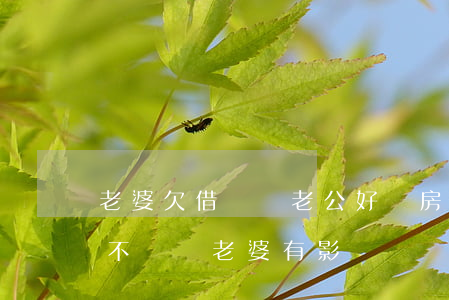 老婆欠借唄錢老公好買房嗎(老公欠花唄借唄不還對老婆有影響嗎)