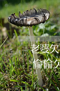 老婆欠幾十萬網(wǎng)貸跑路了(老婆偷偷欠網(wǎng)貸20萬)