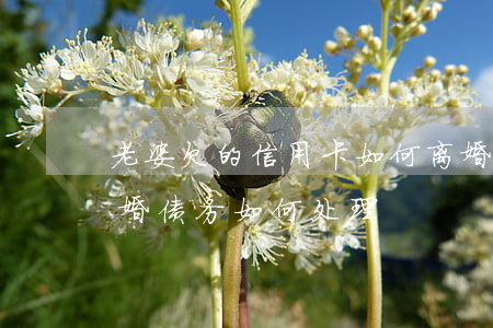 老婆欠的信用卡如何离婚(老公信用卡欠款离婚债务如何处理)