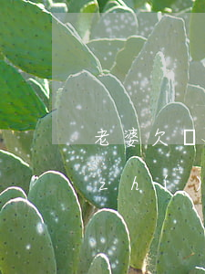 老婆欠網(wǎng)貸會(huì)執(zhí)行我的房產(chǎn)嗎(欠網(wǎng)貸房產(chǎn)會(huì)被執(zhí)行嗎)