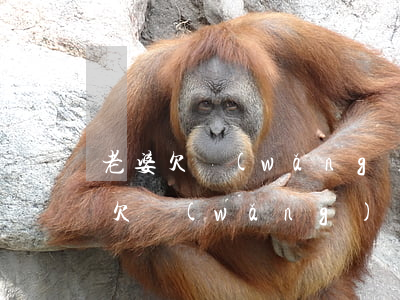老婆欠網(wǎng)貸老公會怎么做(老婆欠網(wǎng)貸老公會怎么做)
