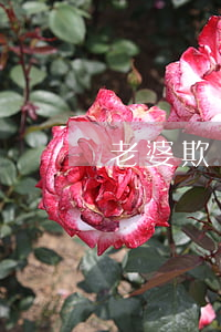 老婆欺騙離婚孩子怎么辦