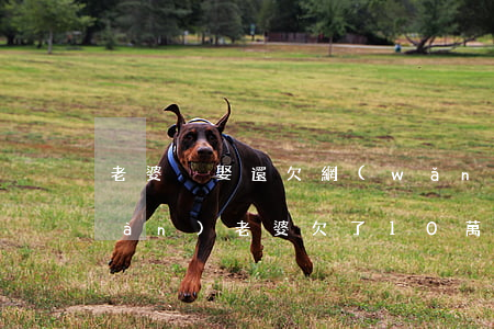老婆沒娶還欠網(wǎng)貸10萬(wàn)(老婆欠了10萬(wàn)多的網(wǎng)貸)