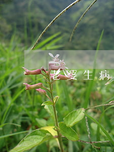 老婆生病被逼離婚怎么辦