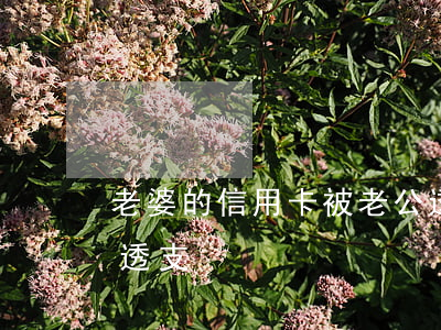 老婆的信用卡被老公透支(信用卡被老婆惡意透支)