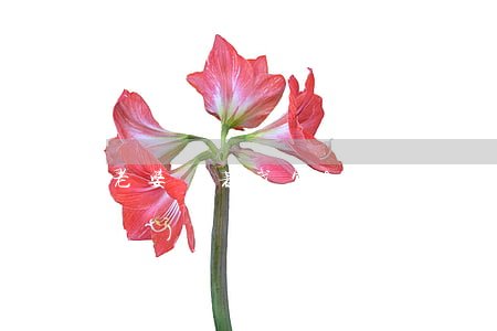 老婆瞞著我欠20萬(wàn)網(wǎng)貸(欠網(wǎng)貸二十萬(wàn)不想連累老公)
