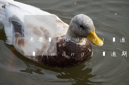 老婆網(wǎng)貸逾期上老公家門(本人網(wǎng)貸逾期了影響老婆貸款)