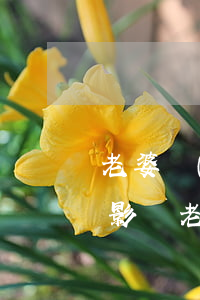 老婆網(wǎng)貸逾期了會(huì)影響老公嗎(網(wǎng)貸逾期會(huì)不會(huì)影響老婆)