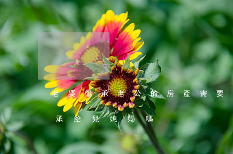老婆繼承老公的房產需要交費嗎(房產可以繼承給兒媳婦嗎)