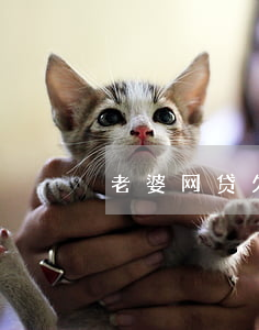老婆网贷欠62万(欠网贷十几万老婆要离婚)