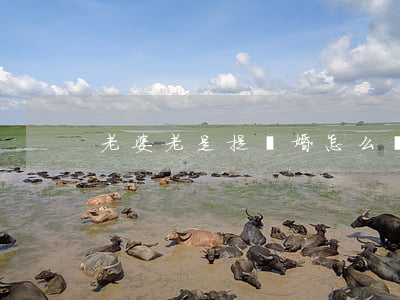 老婆老是提離婚怎么辦