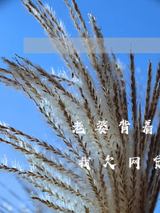 老婆背着我欠网贷30万怎么办-老婆背着我欠网贷30万怎么办呢