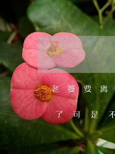 老婆要离婚我怀疑出轨了(老公发现老婆出轨了可是不离婚是什么意思)
