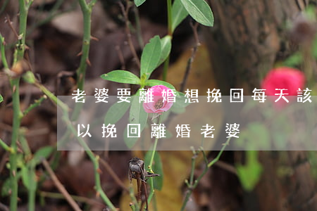 老婆要離婚想挽回每天該聊什么(有什么話可以挽回離婚老婆)