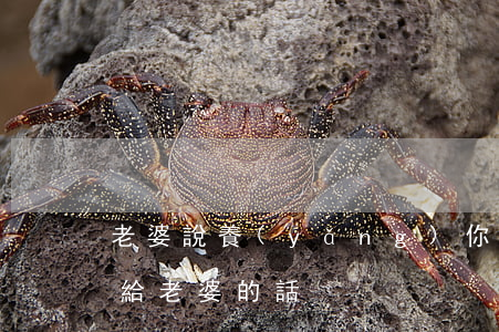 老婆說養(yǎng)你就離婚(即將離婚了,給老婆的話)