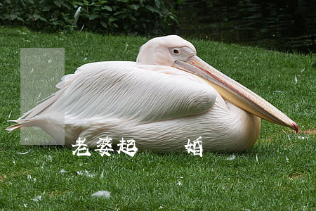 老婆起訴離婚