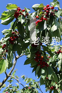 老婆跑了怎么离婚