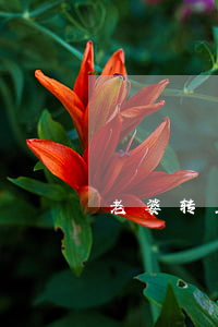 老婆转正后想离婚怎么办