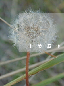 老婆逼我離婚