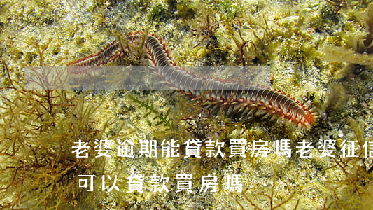 老婆逾期能貸款買房嗎(老婆征信逾期了,老公可以貸款買房嗎)