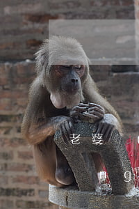 老婆開(kāi)設(shè)賭場(chǎng)罪被判刑了(開(kāi)設(shè)賭場(chǎng)罪主犯會(huì)判刑幾年)