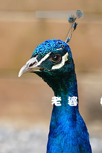 老婆離婚一方不給撫養(yǎng)費怎么辦